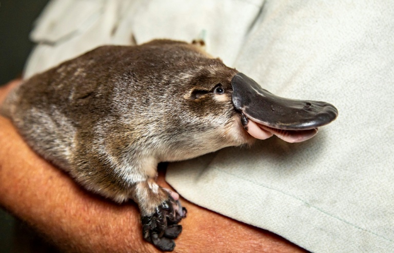  The platypus is even weirder than thought, scientists discover
