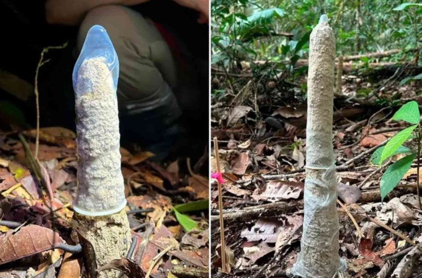  Scientists discover something strange about cicada towers