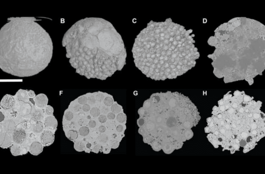  Ancient Fossils from Southern China Reveal Startling New Clues About Life’s Origins