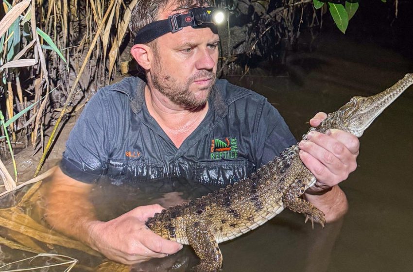  Crocodile found by boy lurking in a creek near family’s home, 1,200 miles from its tropical habitat