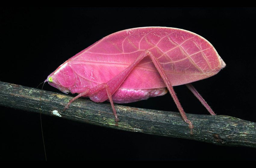  Amazing insect slowly changes colors from bright pink to green