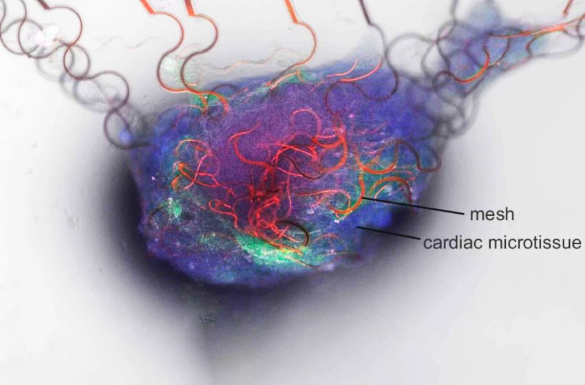  Artificial neuron is capable of communicating with the human brain