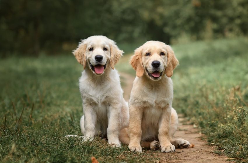  Golden Retriever Puppies Practicing to ‘Sit Nice’ for Their Food Will Make Your Whole Week