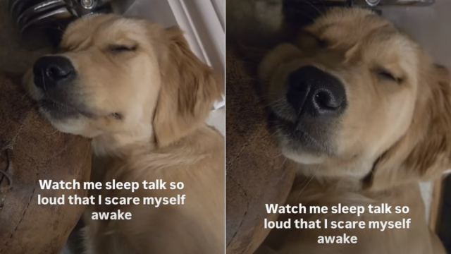  Golden Retriever Puppy Startles Herself Awake