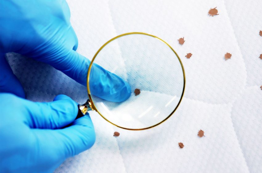  Bed bugs have a ‘kryptonite’ that makes them very easy to defeat