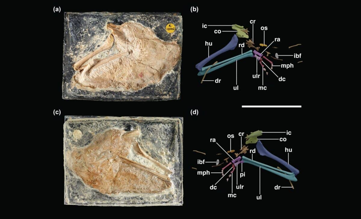 Block B Of Holotype Nhmuk Pv R 10002 (galahadosuchus Jonesi N. Gen. N. Sp.) Photographs And Digital Reconstructions In Plan And Underside Views©the Anatomical Record.