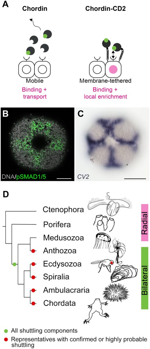 Bmp Shuttling Mediated Bilaterality May Have Been Present In The Cnidarian Bilaterian Ancestor