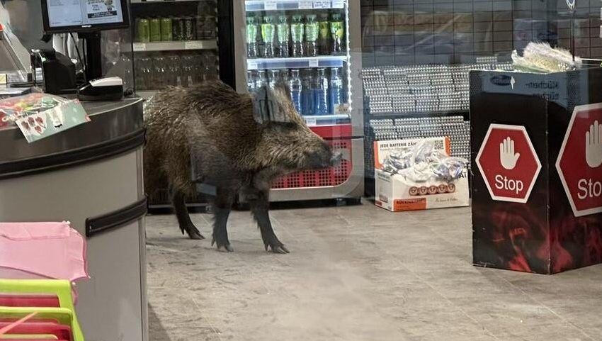  Wild boar roams into Berlin mall, prompting police response with blowgun, riot shields