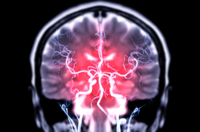  Gut Bacteria May Directly Enter The Brain, Study in Mice Reveals : ScienceAlert