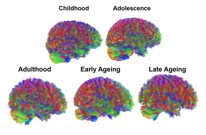 Four specific ages are the ‘most crucial’ for human development