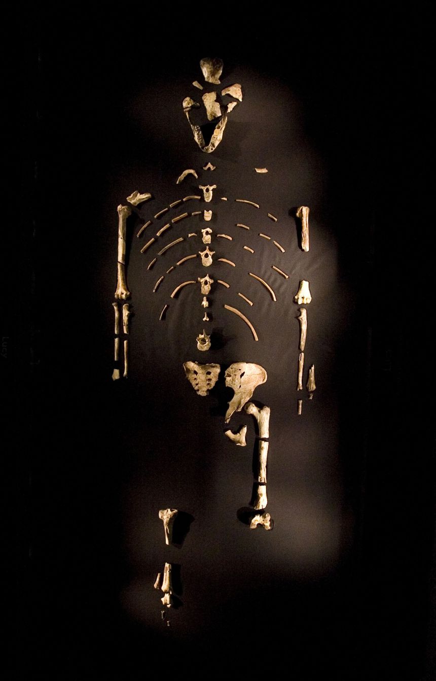 Lucy's fossil, about 40% complete, changed the way researchers understood human evolution.