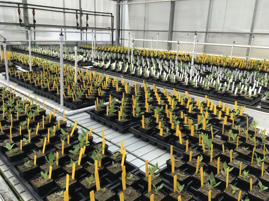 The monkeyflower plants were grown in a lab from seeds collected from the wild.