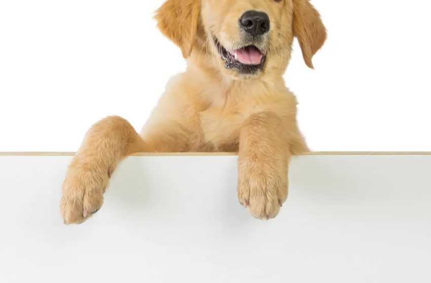  Golden Retriever Puppy ‘Personally Offended’ by Family Eating Dinner Is a Hangry Queen