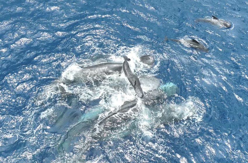  Incredible Video Shows Sperm Whales Come Together to Birth a Calf : ScienceAlert