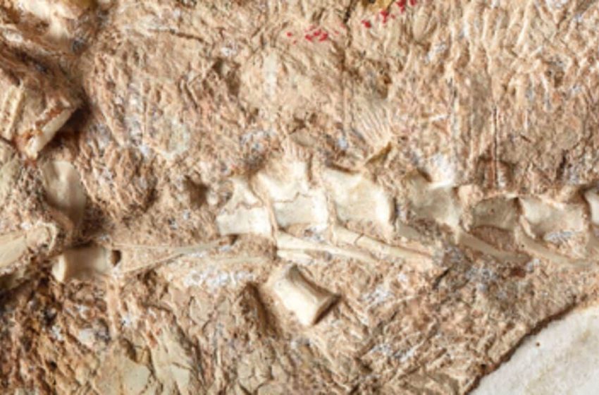  This Ancient Crocodile Could Outrun a Dog, And Scientists Just Found Its Bones in England