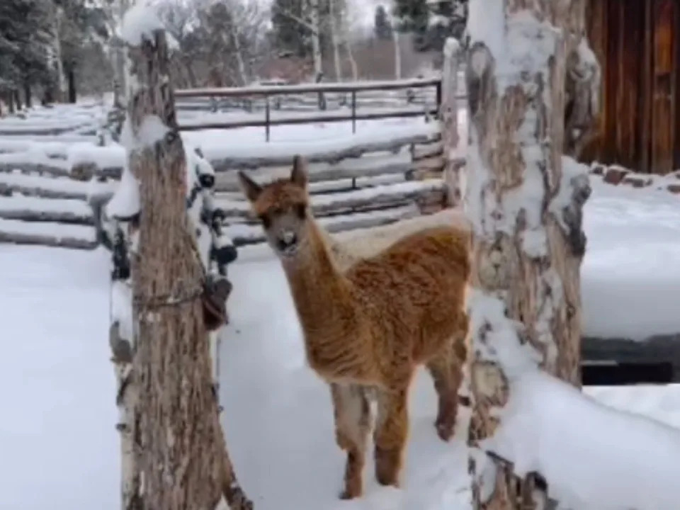 Daryl Hannah showcases her Colorado ranch on Instagram