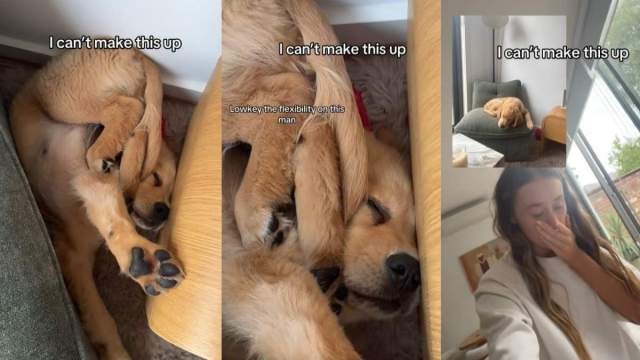  Golden Retriever Falls off Chair While Asleep but Doesn’t Wake Up