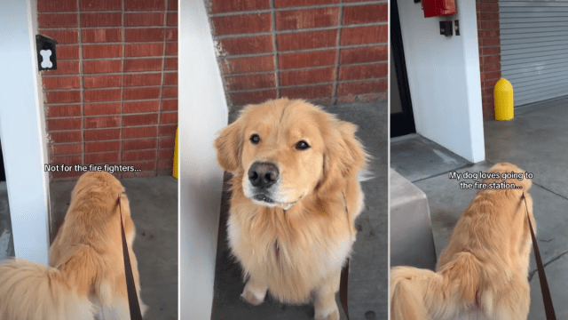  Owner Reveals Why Dog Loves Visiting Fire Station