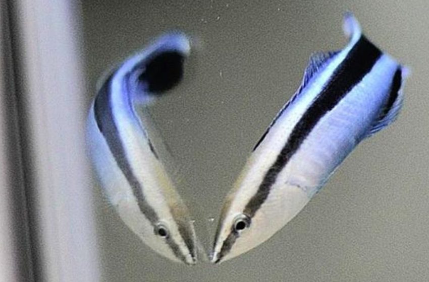  This Tiny Fish Passed an Intelligence Test That Once Distinguished Great Apes : ScienceAlert
