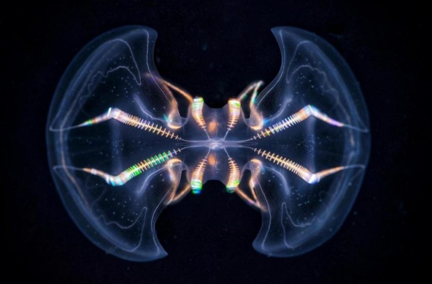  The Comb Jelly ‘Brain’ Is Far More Complex Than We Ever Realized : ScienceAlert