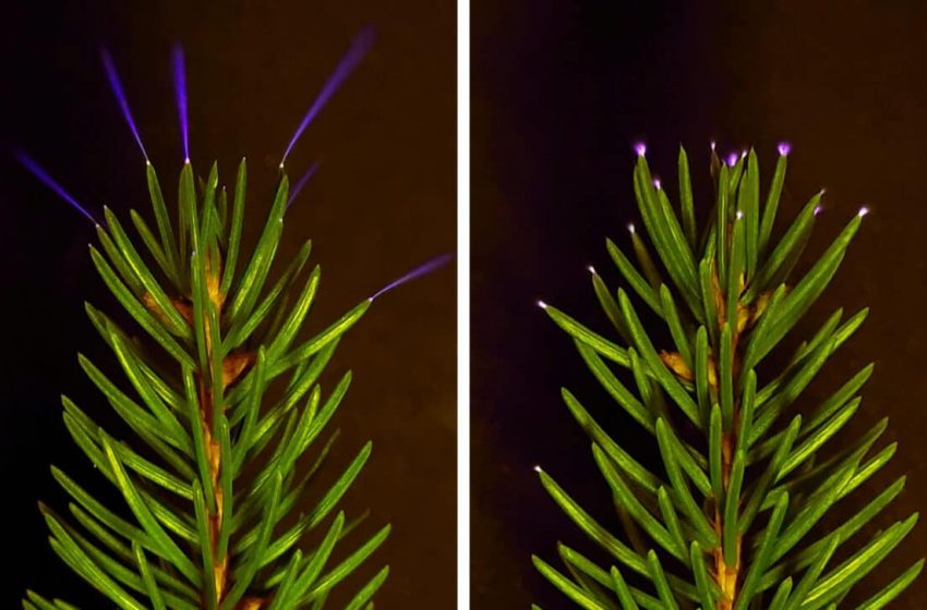  A Team Strapped a UV Camera to a Minivan and Caught Trees Glowing Like Fireflies During Thunderstorms for the Very First Time