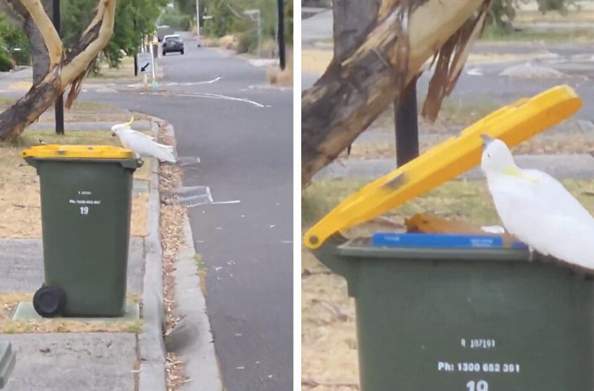  Man Finally Catches Mysterious Litterbug Who’s Been Dumping His Trash Every Week