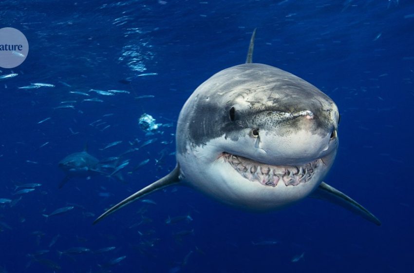  No such thing as a shark? Genomes shake up ocean predator’s family tree