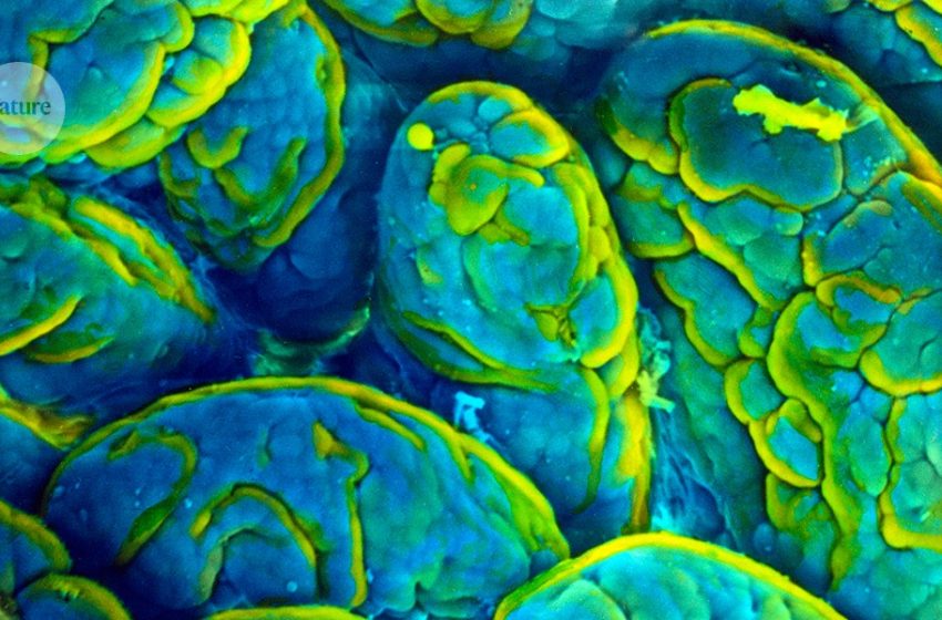  Memory loss is fuelled by gut microbes in ageing mice