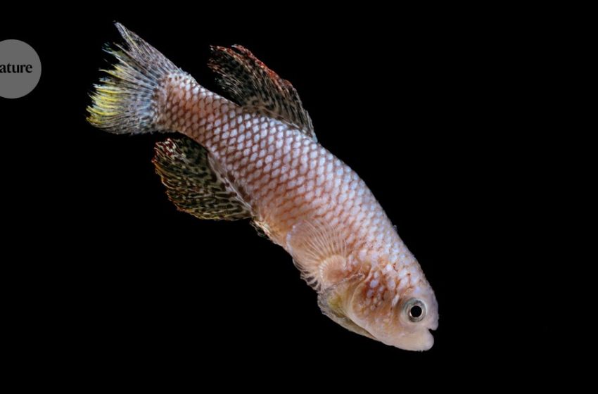  Youthful antics predict lifespan — at least for these fish