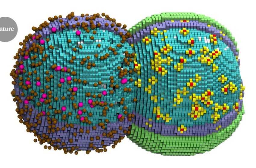  ‘Virtual cell’ captures most-basic process of life: bacterial division