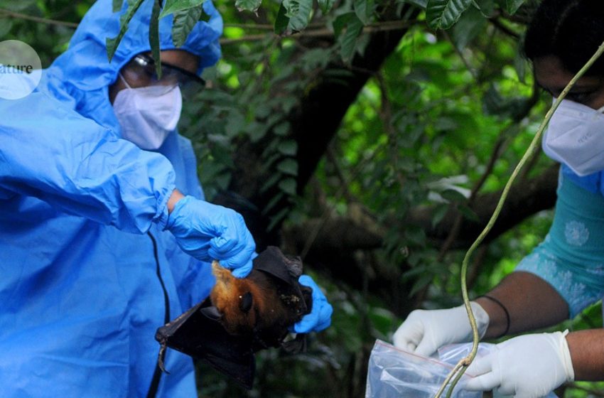  Using mosquitoes to vaccinate bats could curb the spread of deadly diseases