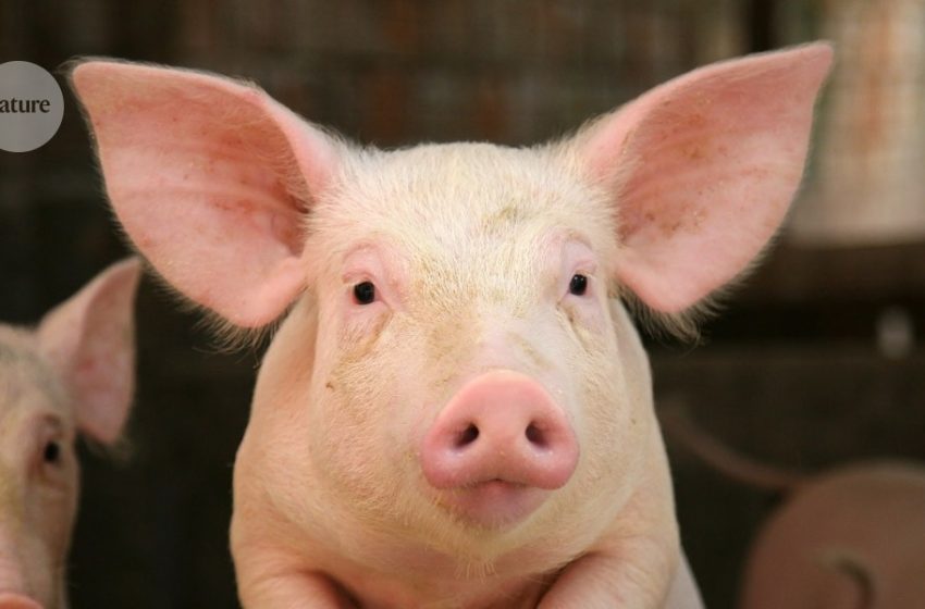  Lab-grown oesophagus restores pigs’ ability to swallow