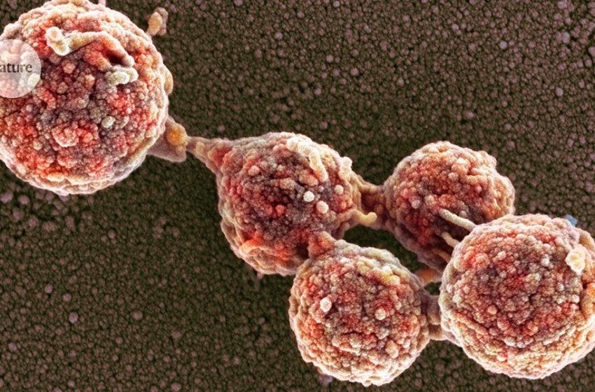  ‘Zombie cells’ return from the dead — after a genome transplant