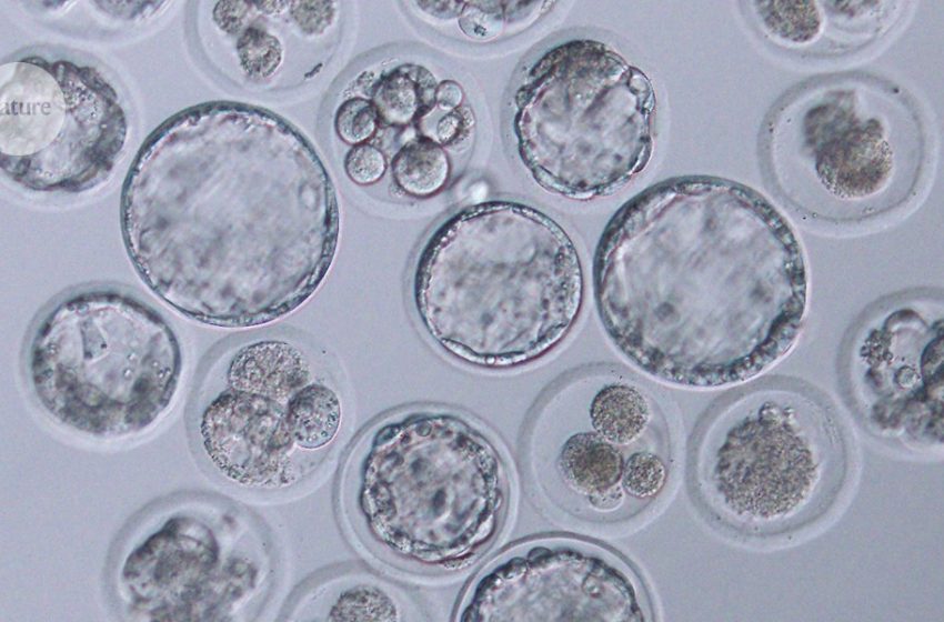  Can a mouse be cloned indefinitely? Decades-long experiment has answers