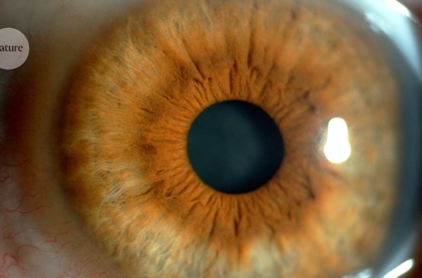  Eye drops made from pig semen deliver cancer treatment to mice