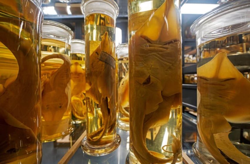  A Laser Just Revealed What’s Been Hidden for 200 Years