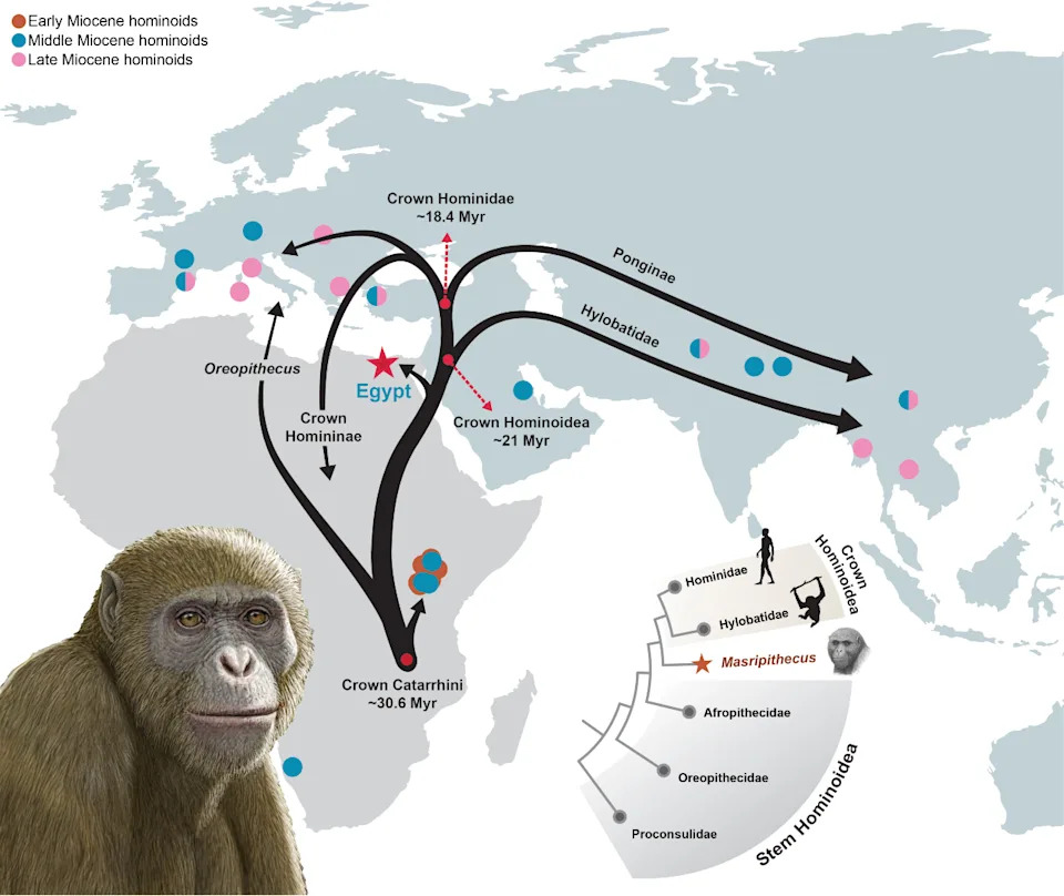 A map of Africa and Europe with black arrows and pink and blue circles showing the dispersal of hominoids. An illustrated brown-furred ape sits in the bottom left corner of the map.