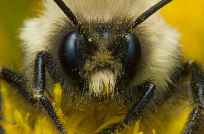  We Finally Know How Bumblebee Queens Can Survive Underwater For Days : ScienceAlert