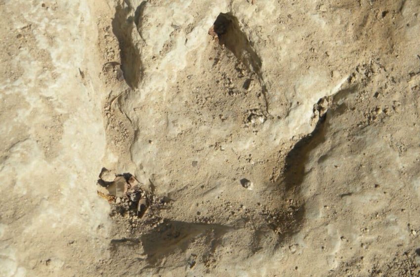  Rare Baby Dinosaur Fossil Found in Canada, It’s a Game-Changer for Paleontology