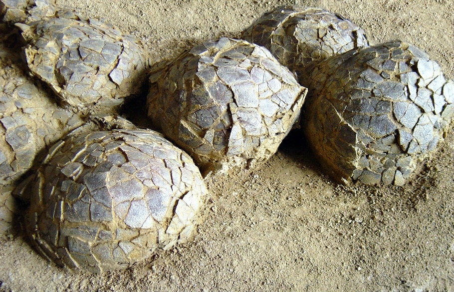 Discovery Of Extensive Fossil Bearing Strata Containing The Remains Of Dinosaurs Near Their Nests