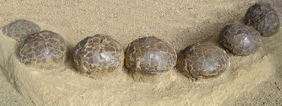 Discovery Of The Site, Where A Considerable Number Of Dinosaur Eggs And Nests Were Found In Situ