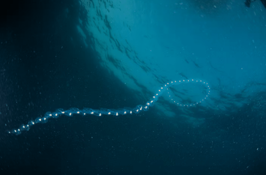  Disturbing Satellite Images Reveal How Antarctica’s Melting Ice Is Disrupting Marine Life