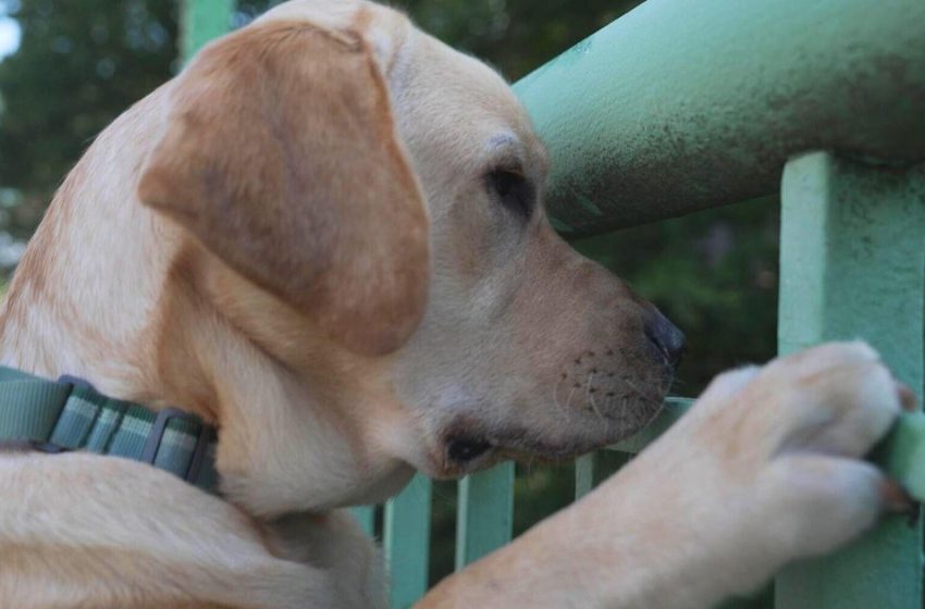  Want to live a longer, healthier human life? Dog brains might hold key information for longevity.