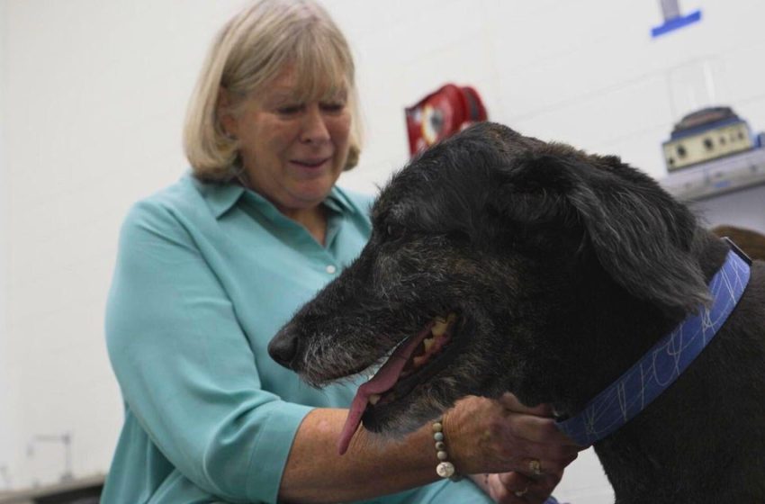  Research to help dogs live longer, healthier lives could unlock secrets for people to age better, too