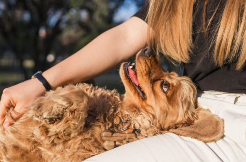  Dogs Were Humans’ Best Friends Far Earlier Than Anyone Believed