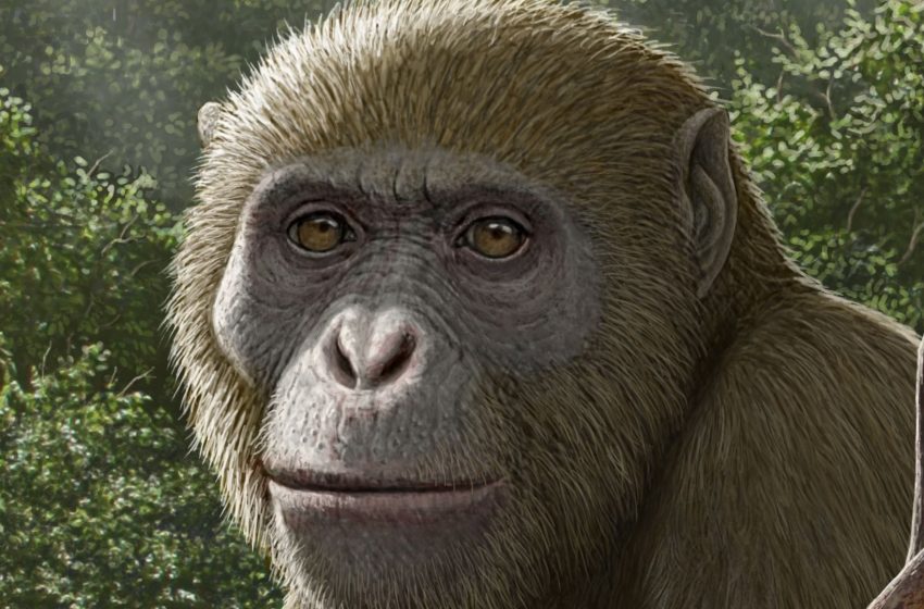  18 million-year-old fossils of ape found in Africa, but in an unexpected place