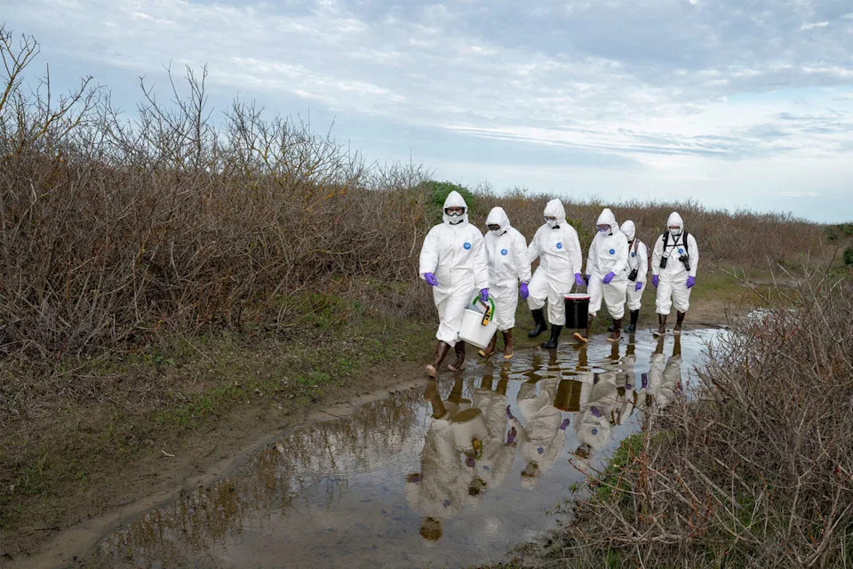 A team of researchers wearing personal protective equipment walk out to monitor and sample the elephant seals at Año Nuevo State Park. (Frans Lanting for the Beltran Lab/UC Santa Cruz under NMFS Permit 28742)