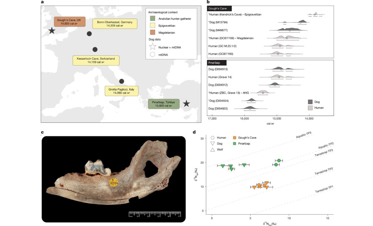 Earliest Paleolithic Dogs Identified Through Dna, Radiocarbon Dating, And Isotopic Evidence Of Human–canine Interactions ©nature