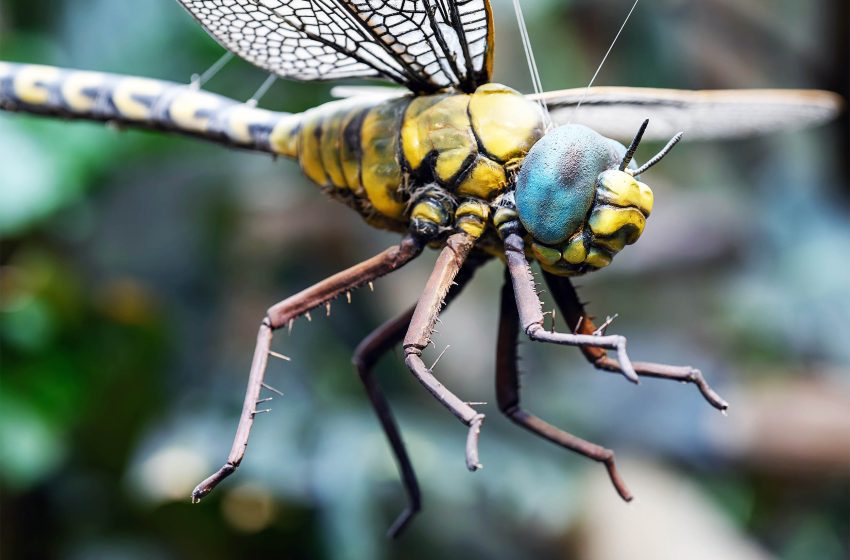  Earth’s first insects were massive with wingspans over two feet long