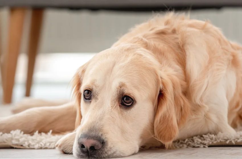  Golden Retriever Hilariously Gives Mom the Cold Shoulder All Over a Banana